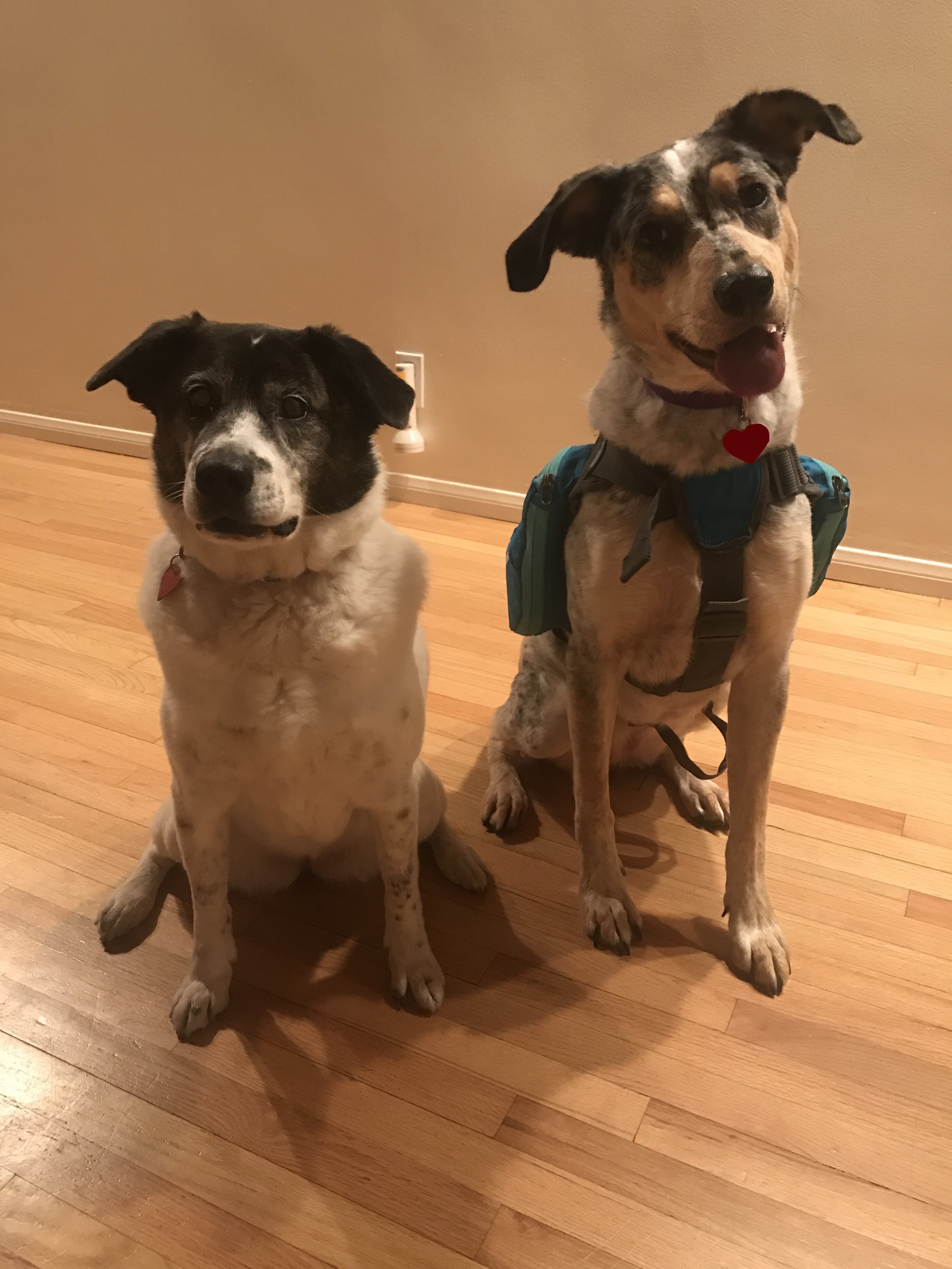 The culprits themselves: Gizmo on the left and Shadow on the right