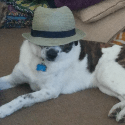 Dog wearing beach hat.