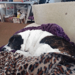 Author Betsy Flak snuggling on her beloved couch with one of her dogs.